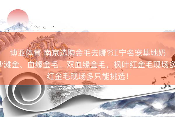 博亚体育 南京选购金毛去哪?江宁名宠基地奶油金毛、沙滩金、血缘金毛、双血缘金毛，枫叶红金毛现场多只能挑选！
