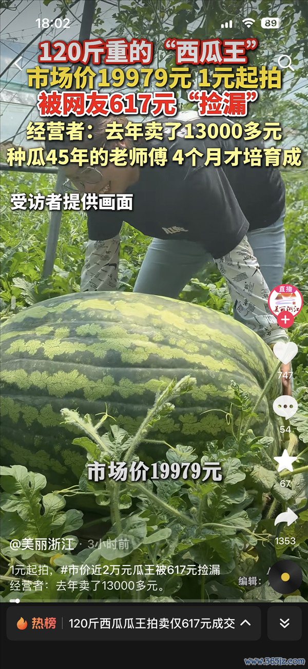 120斤西瓜瓜王拍卖仅617元成交！阛阓价19979元 客岁同款拍到1.3万